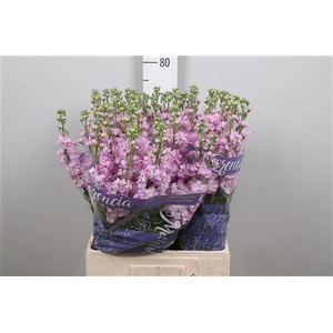 Matth Mathilda Pink