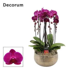 Oro cascade 6 tak symphony purple (Deco-collection)