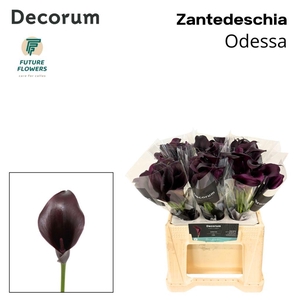 Zantedeschia odessa