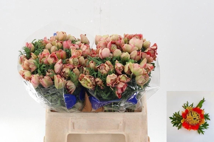 <h4>Anem Full Star Strawberry</h4>