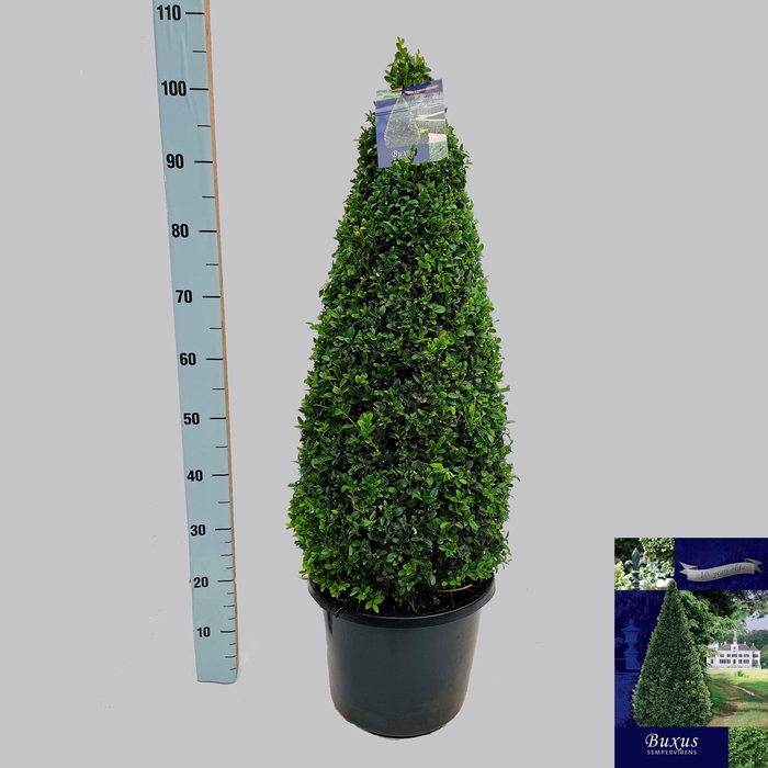 <h4>BUXU SEMPERVIRENS</h4>