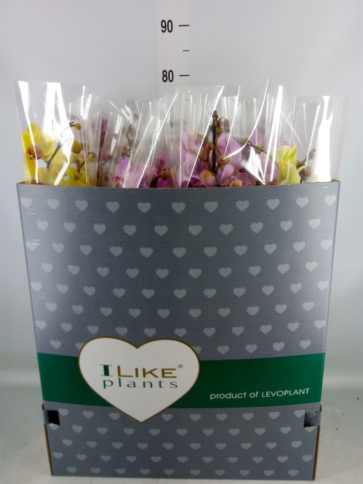 <h4>Phalaenopsis   ...mix</h4>