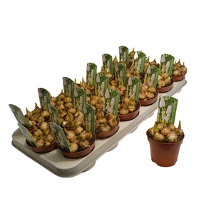 Muscari 'White Magic'