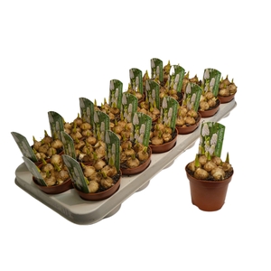 MUSCARI WHITE MAGIC P9