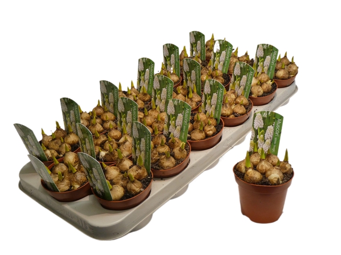 <h4>MUSCARI WHITE MAGIC P9</h4>