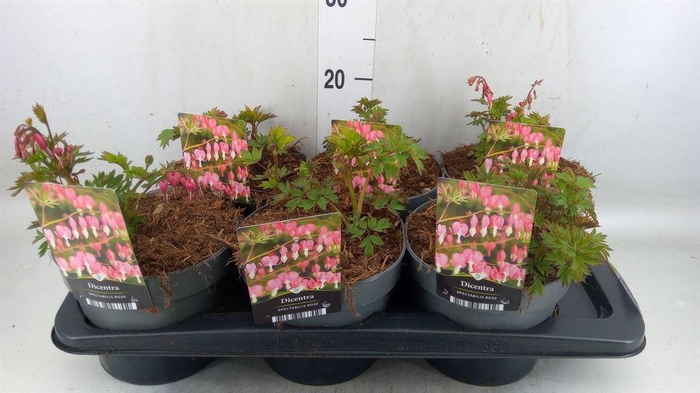 <h4>Dicentra spectabilis</h4>