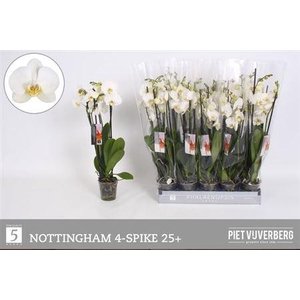 Phal An Nottingham 4 Tak