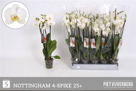 <h4>Phal An Nottingham 4 Tak</h4>