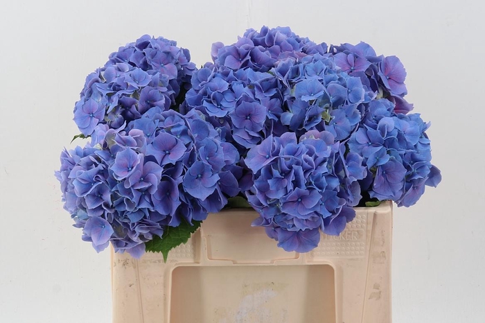 <h4>Hydr M Ch Cassanova</h4>