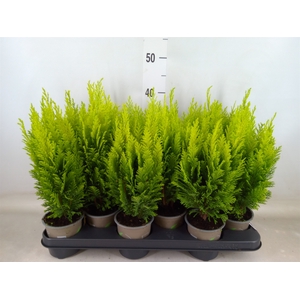 Chamaecyparis laws. 'Ellwoods Emp'
