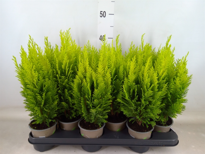 <h4>Chamaecyparis laws. 'Ellwoods Emp'</h4>