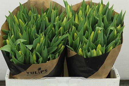 <h4>TU EN STRONG GOLD</h4>