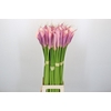 Zantedeschia Eydolls Purple Pink