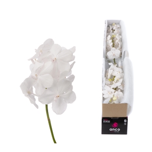 Vanda Tayanee Diamond White X5