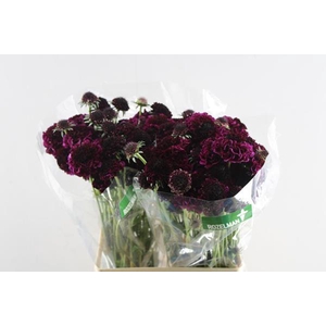 Scabiosa Red Velvet Scoop L60
