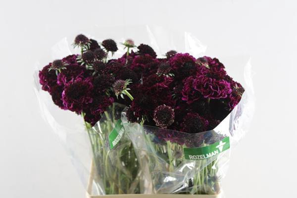 <h4>Scabiosa Red Velvet Scoop L60</h4>