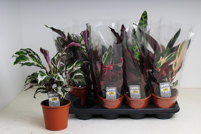 <h4>CALAT GEM 3 SRT</h4>