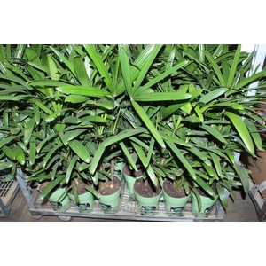 PALMEIRA RAPHIS P17