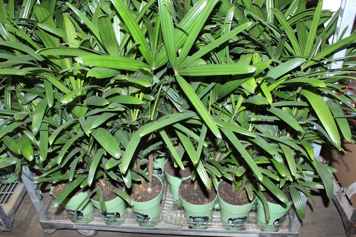 <h4>PALMEIRA RAPHIS P17</h4>