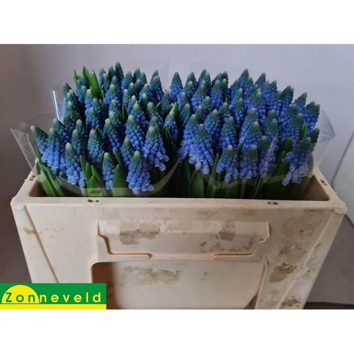 <h4>Muscari Carola</h4>