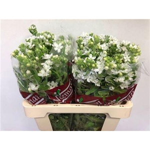 Oxy Co Perf Whi Harm