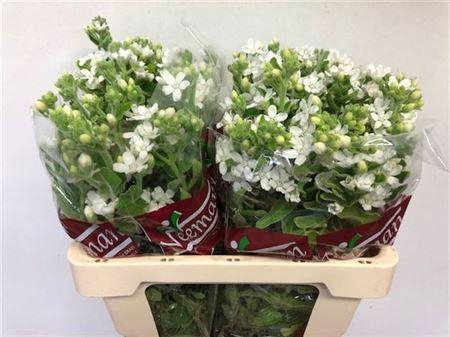 <h4>Oxy Co Perf Whi Harm</h4>