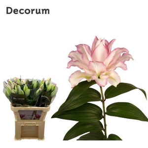 LI DBL OR ANOUSKA 1 knop