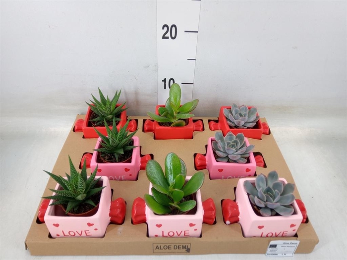 <h4>Succulents   ...</h4>