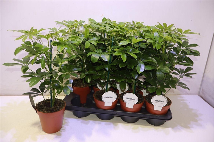 <h4>Schef Ar Nora</h4>