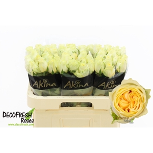 Rosa large buttercup