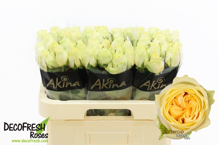 <h4>Rosa large buttercup</h4>