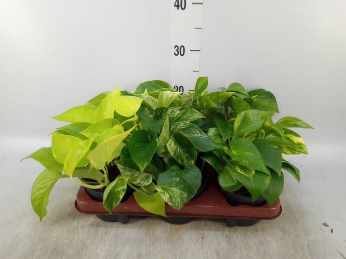 <h4>Epipremnum pinn.   ...mix</h4>