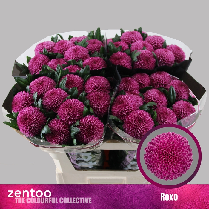 <h4>CHR G ROXO</h4>