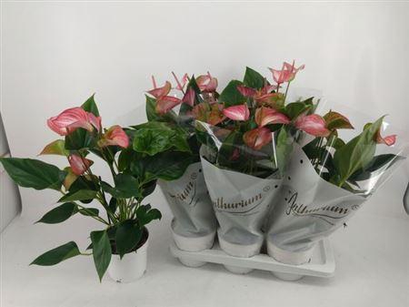 <h4>Anthu A Livium Red 7+</h4>