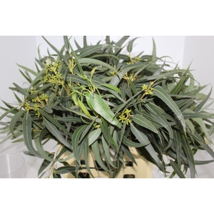 FOLHAGEM EUCAFLOR