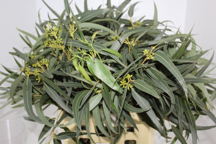 <h4>FOLHAGEM EUCAFLOR</h4>