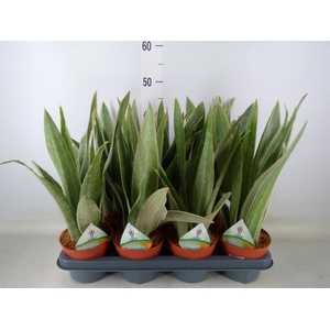 Sansevieria trifa.   ...