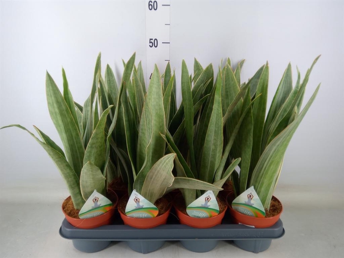 <h4>Sansevieria trifa.   ...</h4>