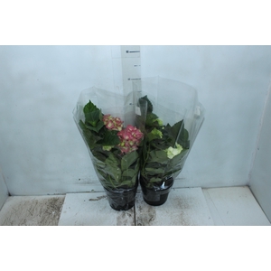 HORTENSIA P15