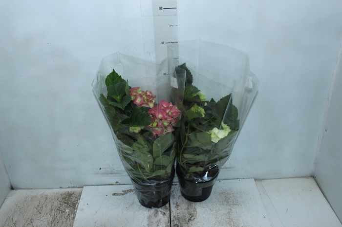 <h4>HORTENSIA P15</h4>