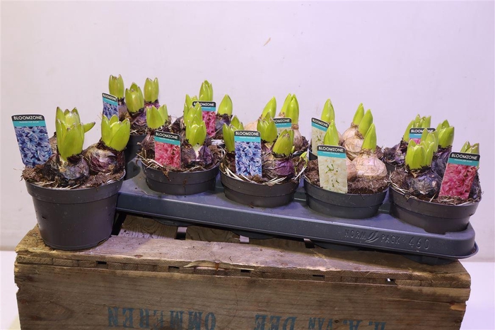 <h4>Hyacin Gem 3 Kl</h4>