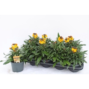 ERYS FRAGRA SUNSHINE