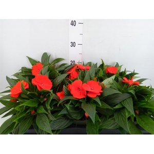 Impatiens NG 'Tamarinda Orange'
