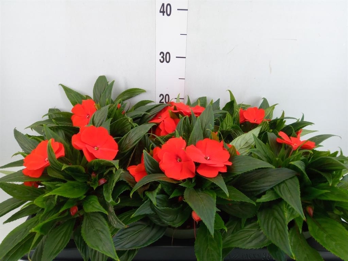 <h4>Impatiens NG 'Tamarinda Orange'</h4>