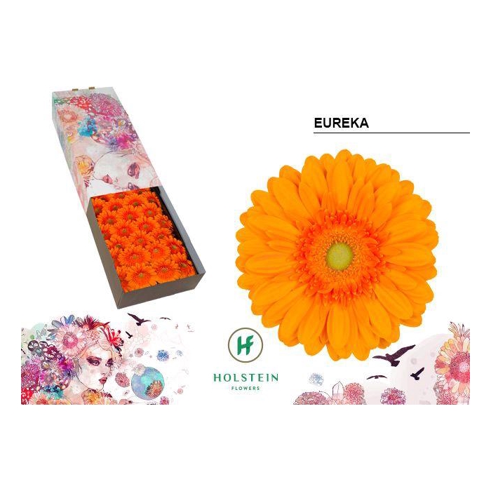 <h4>Ge Gr Eureka</h4>