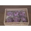 Wax Hydrangea Rosa