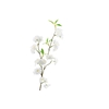 Prunus White
