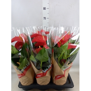 Anthurium andr. 'Red Bull'