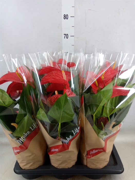 <h4>Anthurium andr. 'Red Bull'</h4>