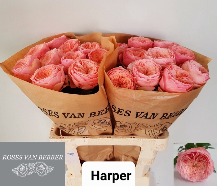 <h4>R GR HARPER!</h4>